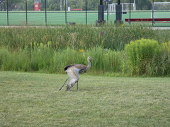 Antigone canadensis