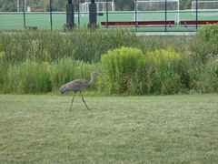Antigone canadensis