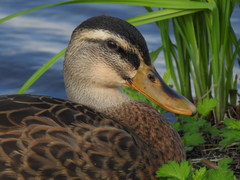 Anas platyrhynchos × zonorhyncha