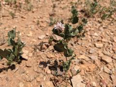 Acourtia nana