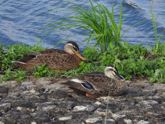 Anas platyrhynchos × zonorhyncha