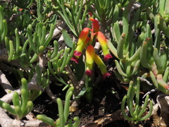 Lachenalia quadricolor