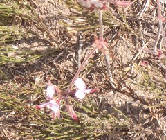 Pelargonium dipetalum