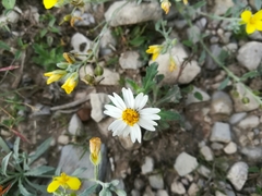 Melampodium cinereum
