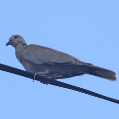Streptopelia decaocto
