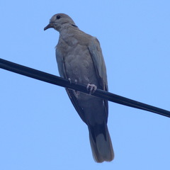 Streptopelia decaocto