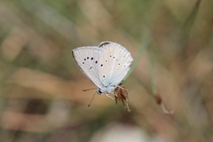 Polyommatus dolus