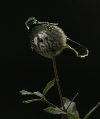 Lophornis chalybeus