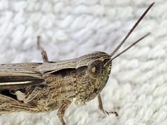 Chorthippus loratus