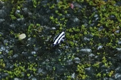 Gasteracantha doriae