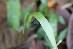 Gasteracantha doriae