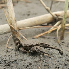 Clistocoeloma merguiense