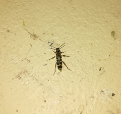 Xylotrechus subscutellatus