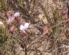 Pelargonium dipetalum