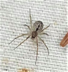 Agnyphantes expunctus