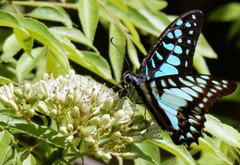 Graphium doson