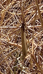 Macronemurus appendiculatus