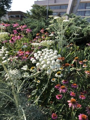 Ammi majus