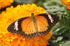 Cethosia cyane