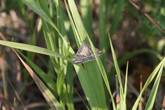Loxostege sticticalis