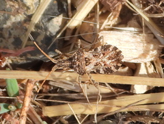 Centrocoris variegatus