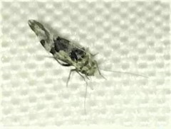 Psocinae