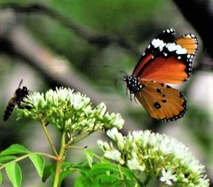 Danaus chrysippus