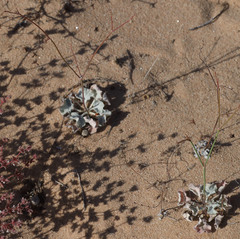 Eriogonum elegans