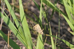 Loxostege sticticalis