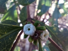 Cordiera