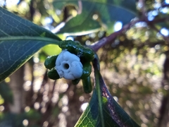 Cordiera