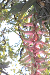 Tillandsia prodigiosa