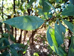 Cordiera