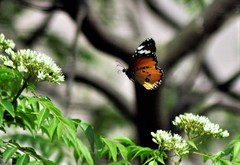 Danaus chrysippus