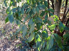 Cordiera