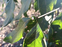Cordiera