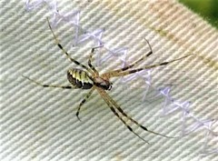 Pityohyphantes phrygianus