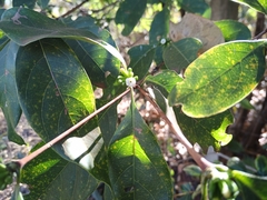 Cordiera
