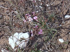 Pelargonium dipetalum