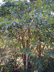 Cordiera