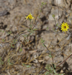 Lessingia tenuis