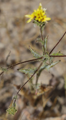 Lessingia tenuis