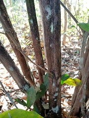 Cordiera