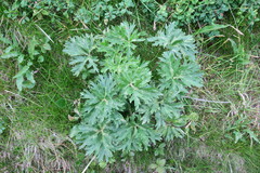 Anemonastrum biarmiense