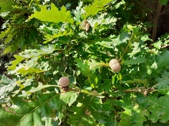 Andricus infectorius