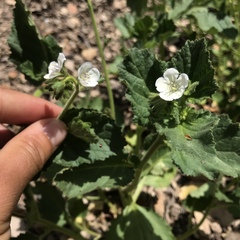 Phacelia viscida albiflora