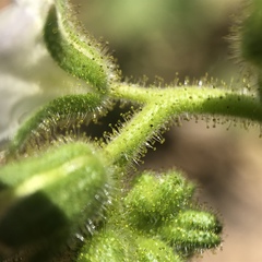 Phacelia viscida albiflora