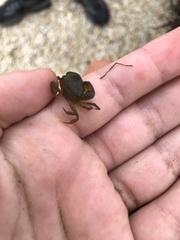 Rhithropanopeus harrisii