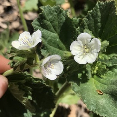 Phacelia viscida albiflora