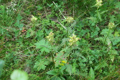 Pedicularis compacta